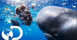 Discovery coloca I.A. a favor do comercial